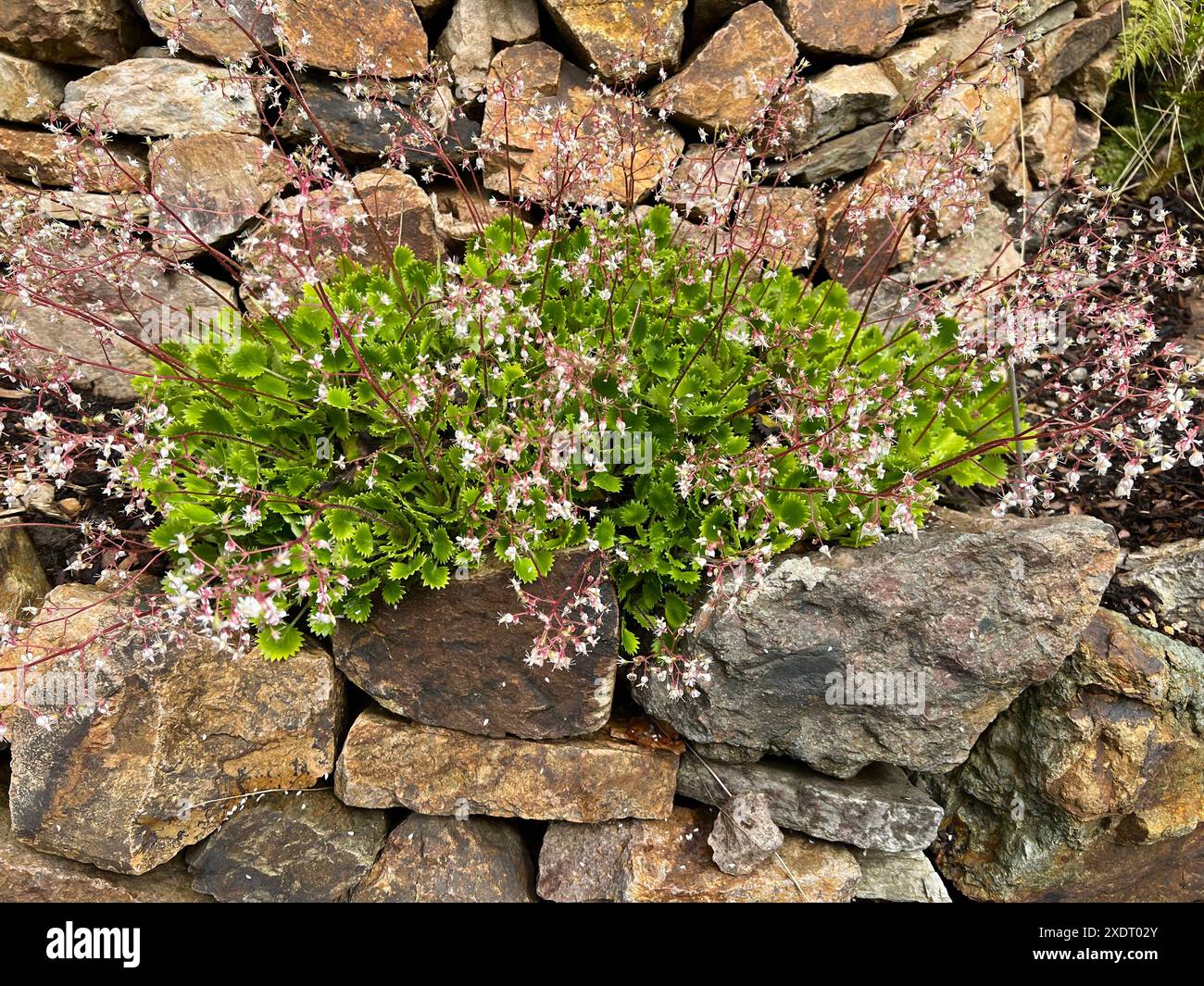 Porzellanbluemchen, Saxifraga, ist ein huebsches Steingartengewaechs. Saxifraga, sassifraggio cinese, è una bella pianta da giardino roccioso. *** Porcellana flowe Foto Stock