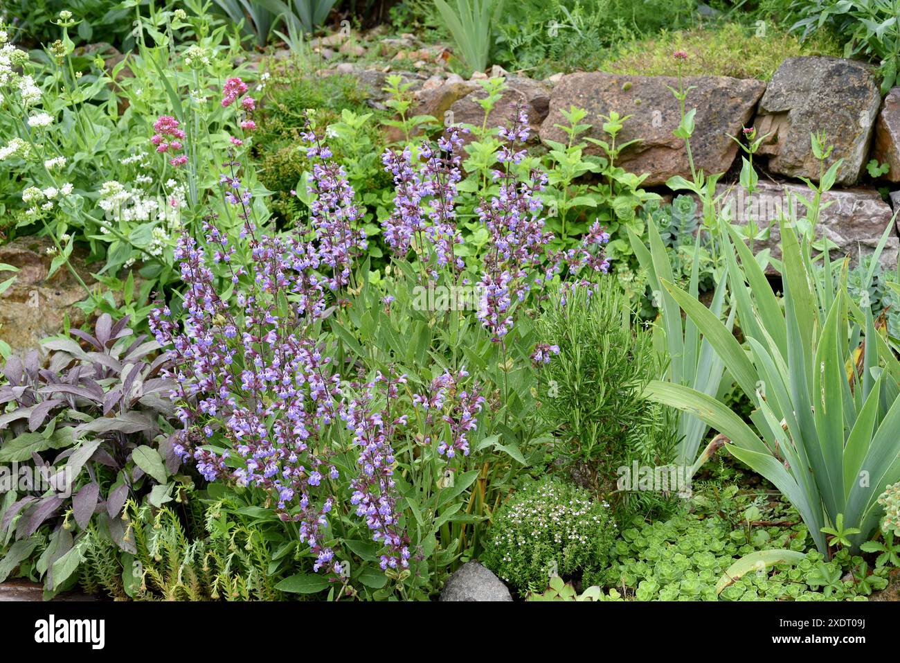 Trockenmauern im Garten sind gut geeignet für viele Kraeuter und gleichzeitig ein biotop fuer viele Tiere. I muri a secco nel giardino sono ben attrezzati Foto Stock