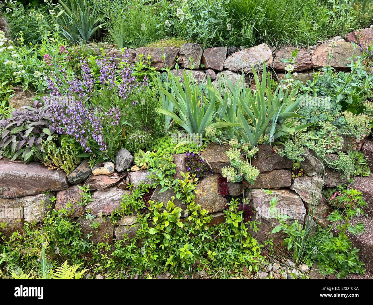 Trockenmauern im Garten sind gut geeignet für viele Kraeuter und gleichzeitig ein biotop fuer viele Tiere. I muri a secco nel giardino sono ben attrezzati Foto Stock