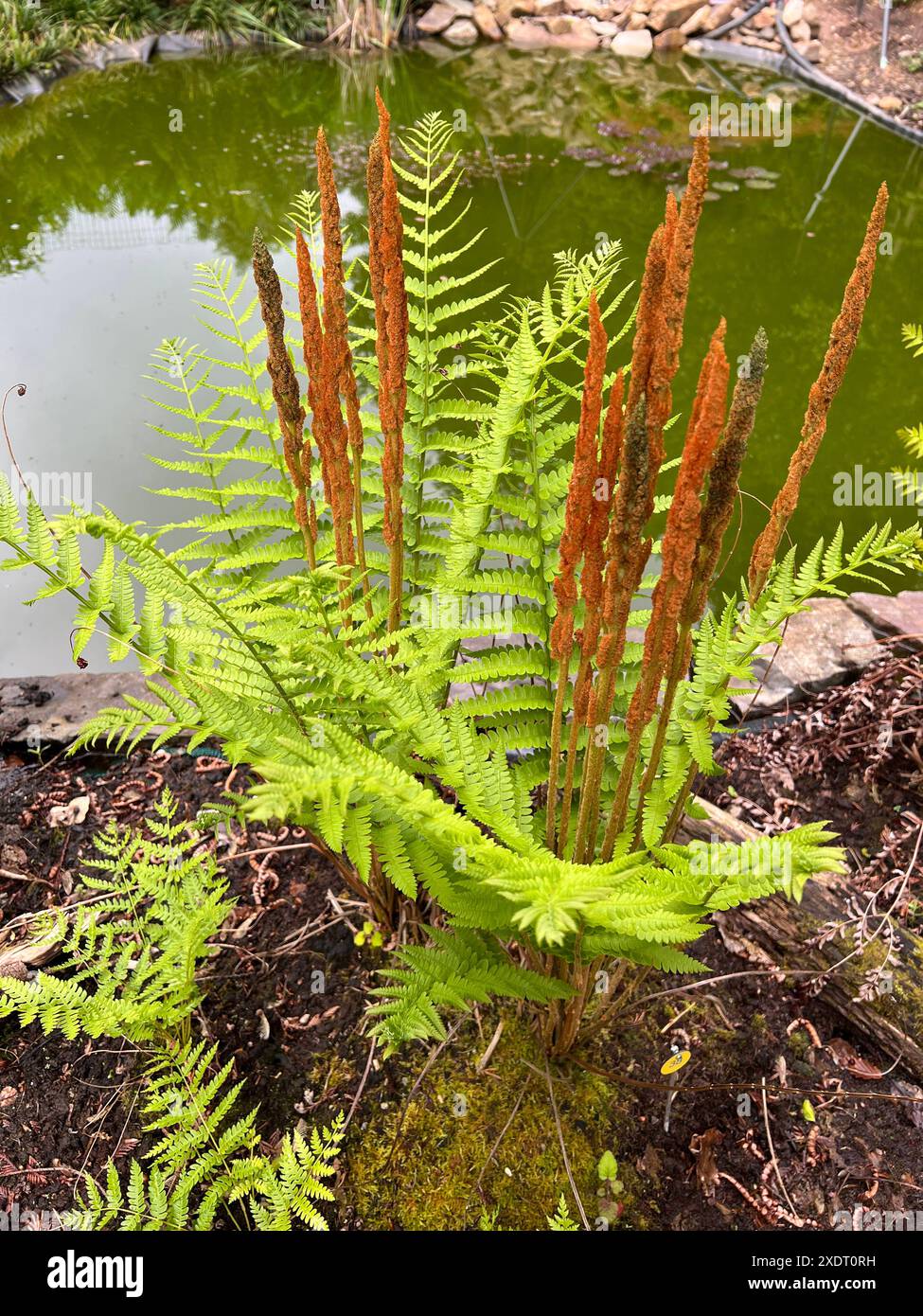 Zimtbrauner Koenigsfarn, Osmundastrum cinnamomeum, ist vor allem Herbst, mit seinen zimtbraunen Wedeln, eine huebsch anzusehende Farnpflanze. Cannella Foto Stock