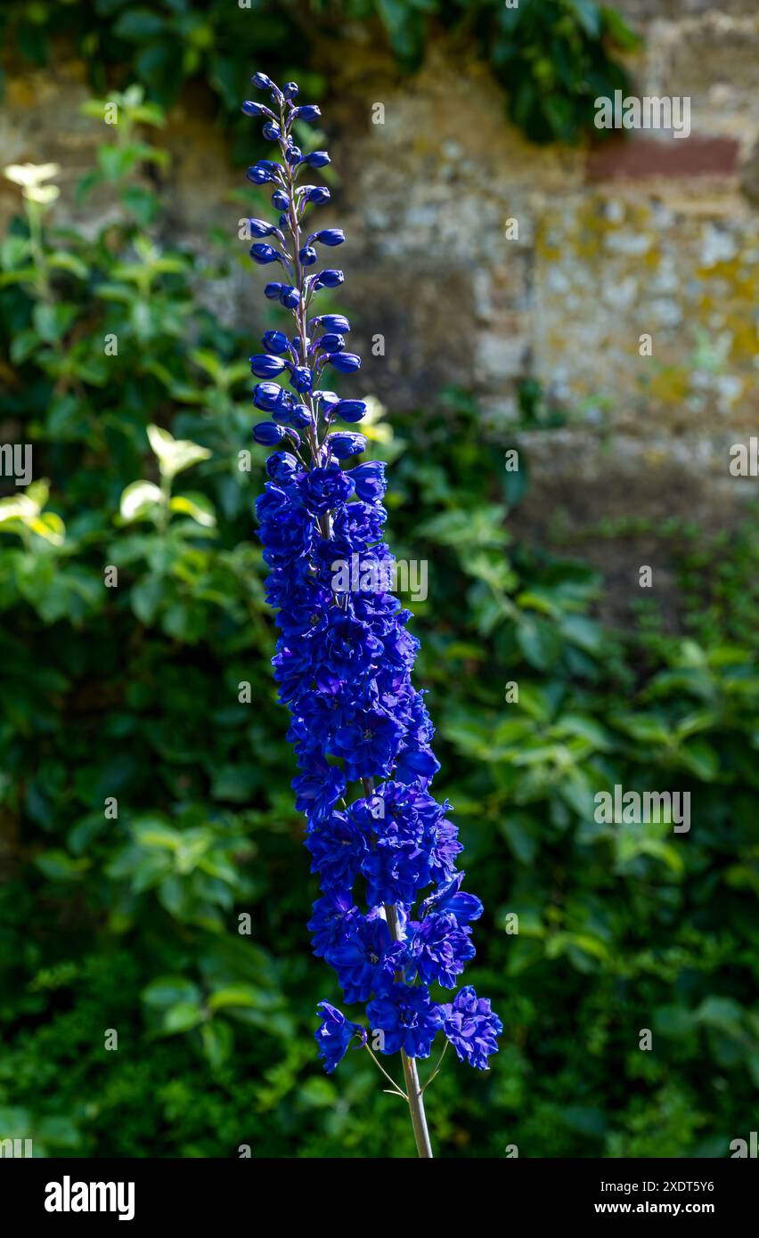 Punta alta con fiori blu al sole, Delphinium o larkspur, giardino recintato di Amisfield, Lothian orientale, Scozia, REGNO UNITO Foto Stock