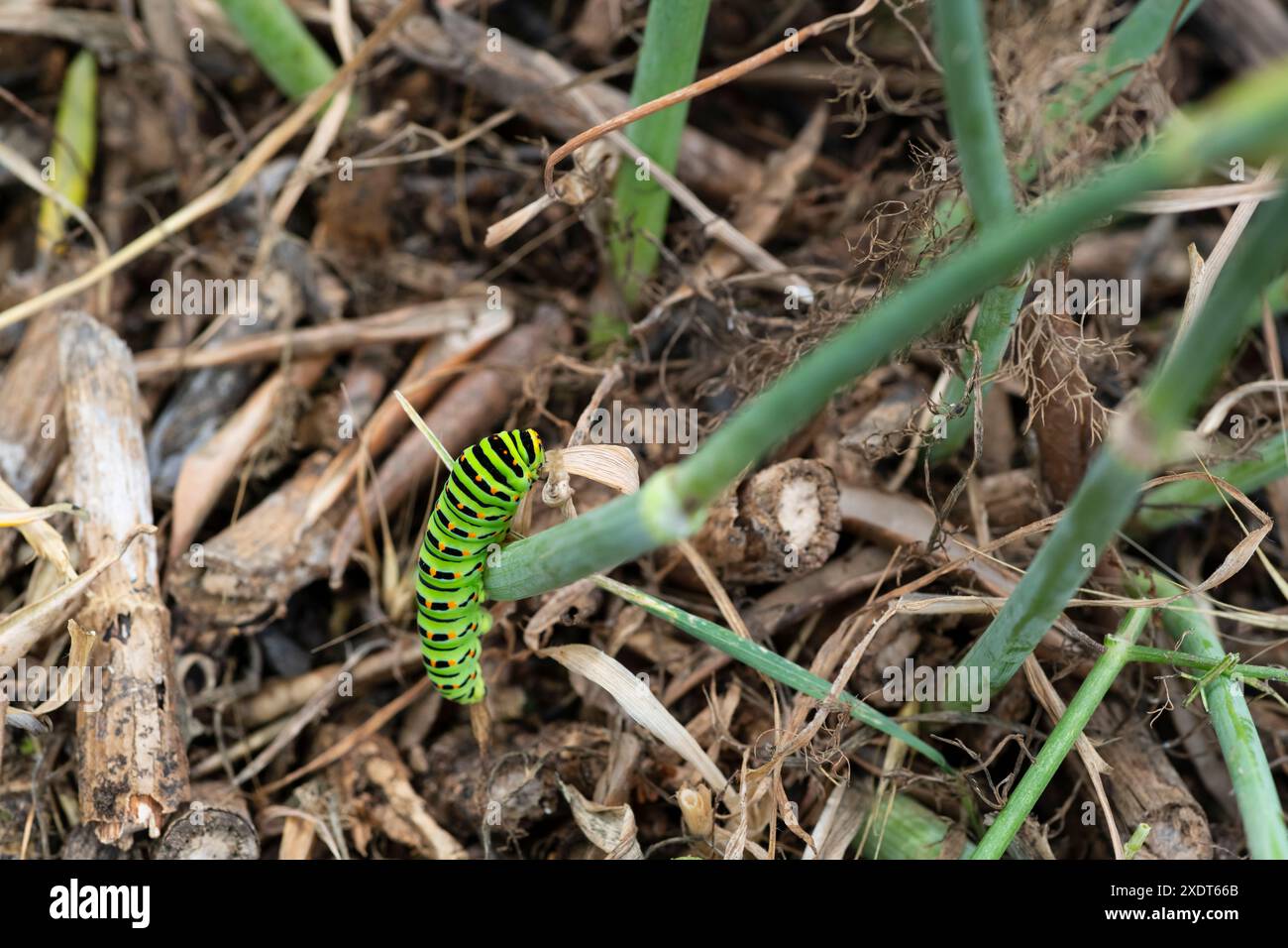 Un vivace bruco verde con strisce nere e macchie arancioni su una pianta di finocchio Foto Stock