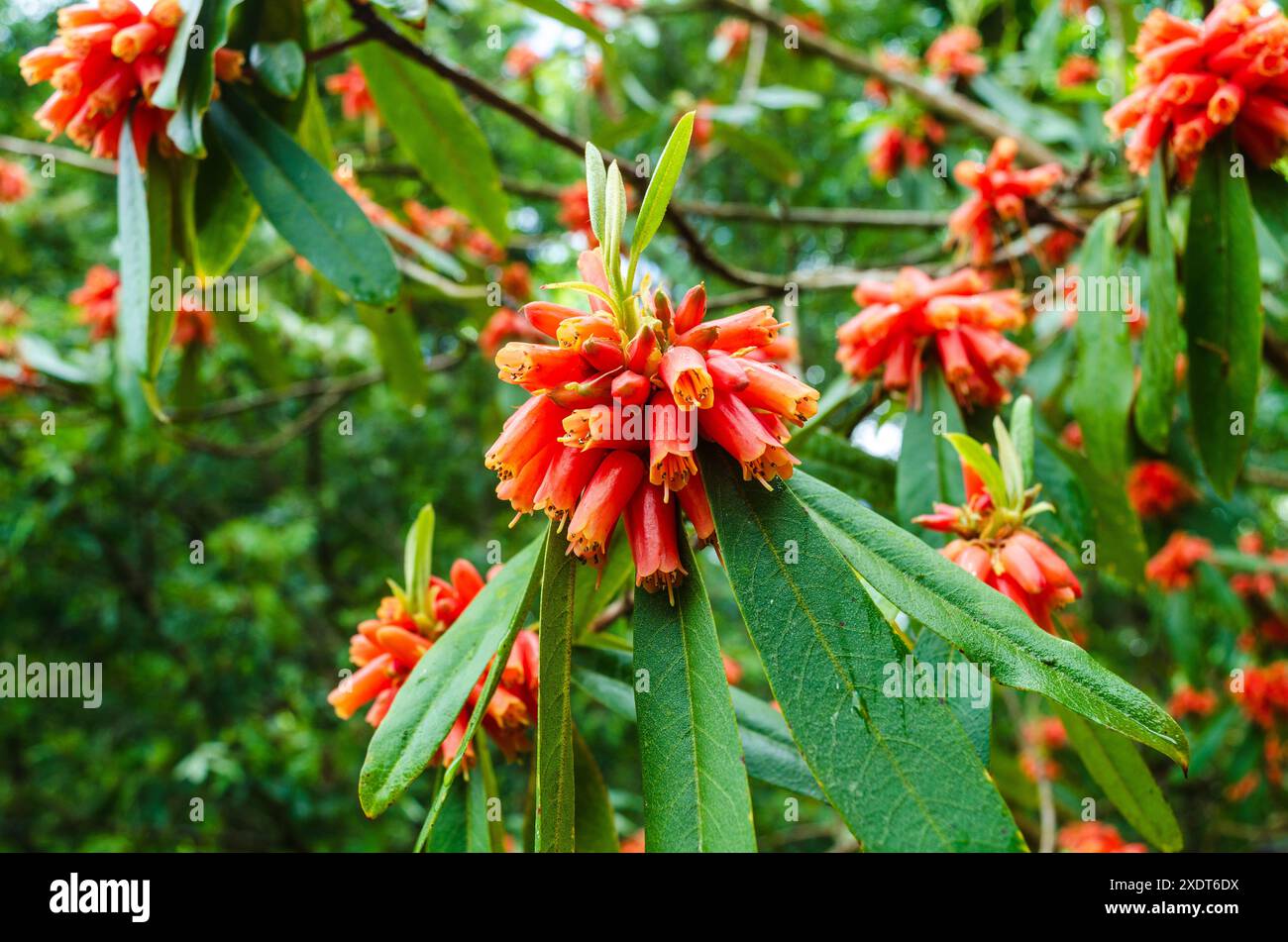 Primo piano del rododendro in fiore con fiori di campanella rosa di salmone in un parco di campagna della contea di Down dell'Irlanda del Nord Foto Stock