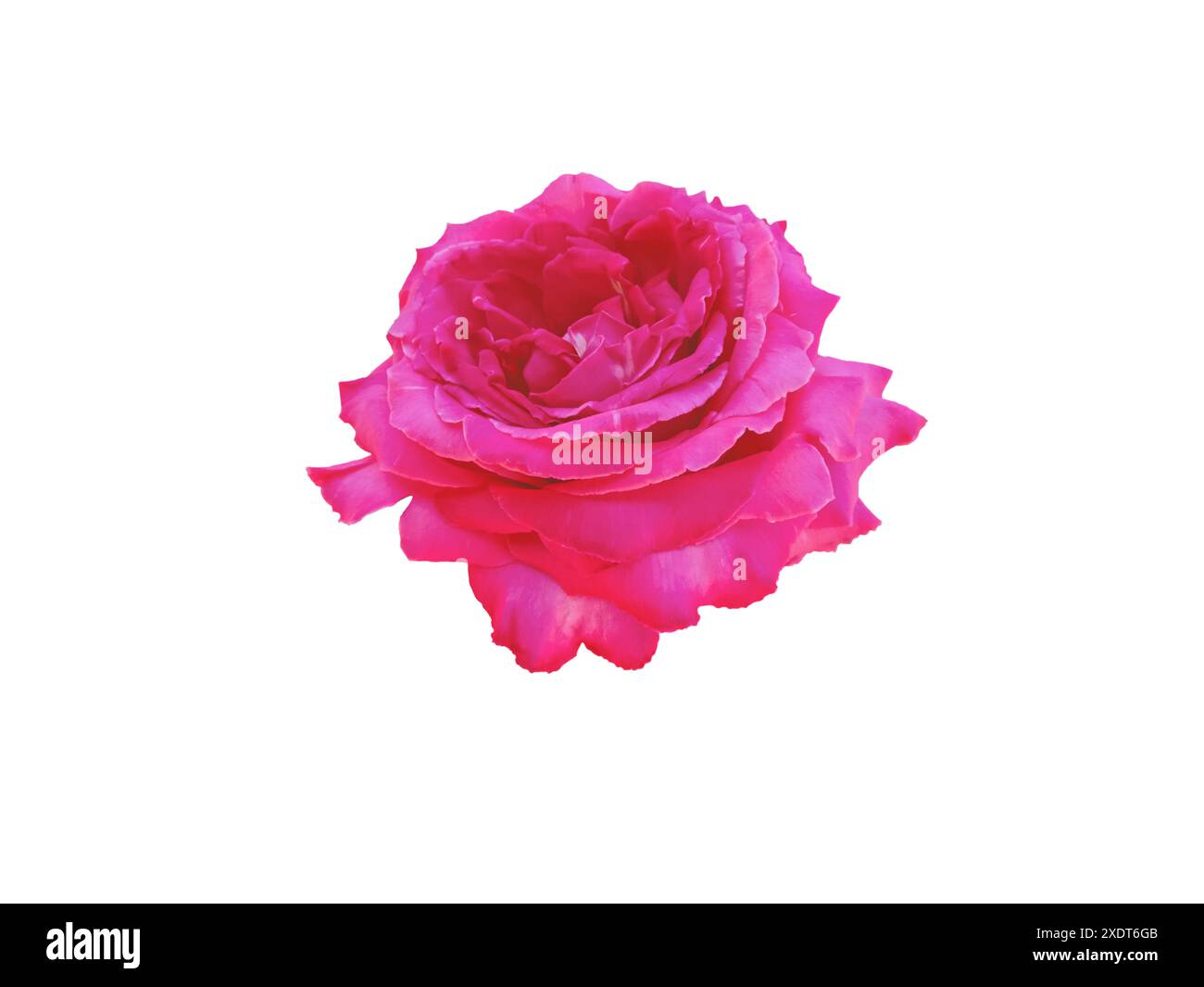 Rosa magenta brillante isolata su bianco. Elegante fiore ibrido di rose da tè. Foto Stock