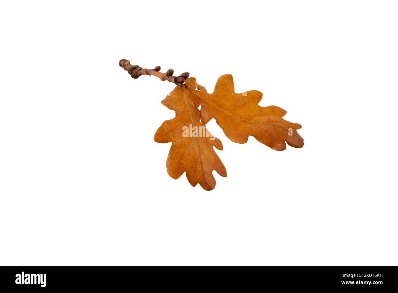 Ramo di quercia con un paio di foglie marroni secche isolate su bianco. Fogliame autunnale. Foto Stock