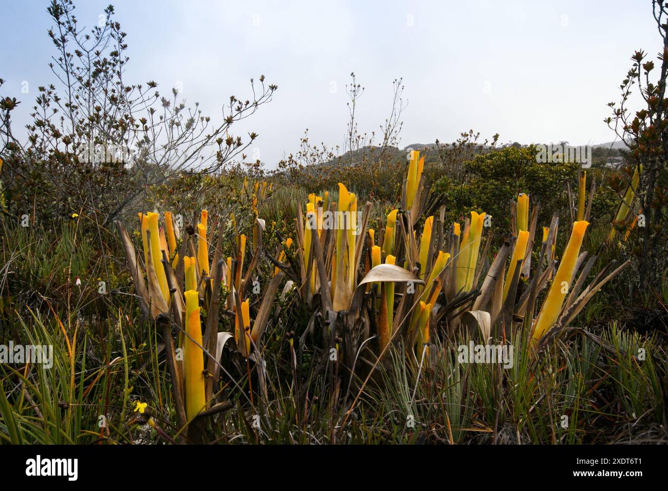 Bromeliade carnivora Brocchinia reducta in alta vegetazione, su Auyan Tepui, Venezuela Foto Stock