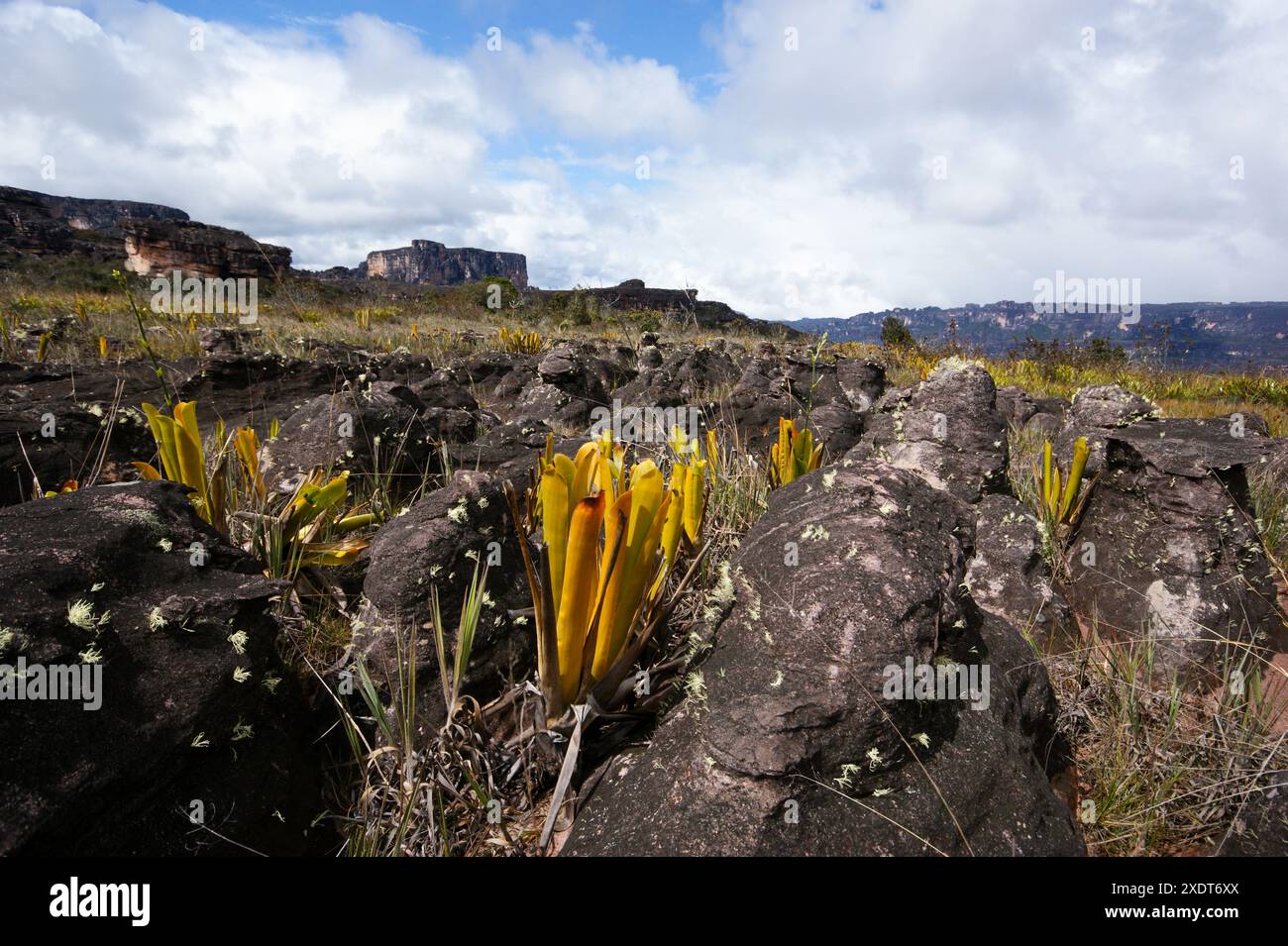 Bromeliade di Brocchinia reducta che cresce nella roccia arenaria sull'altopiano di Auyan Tepui, Venezuela Foto Stock