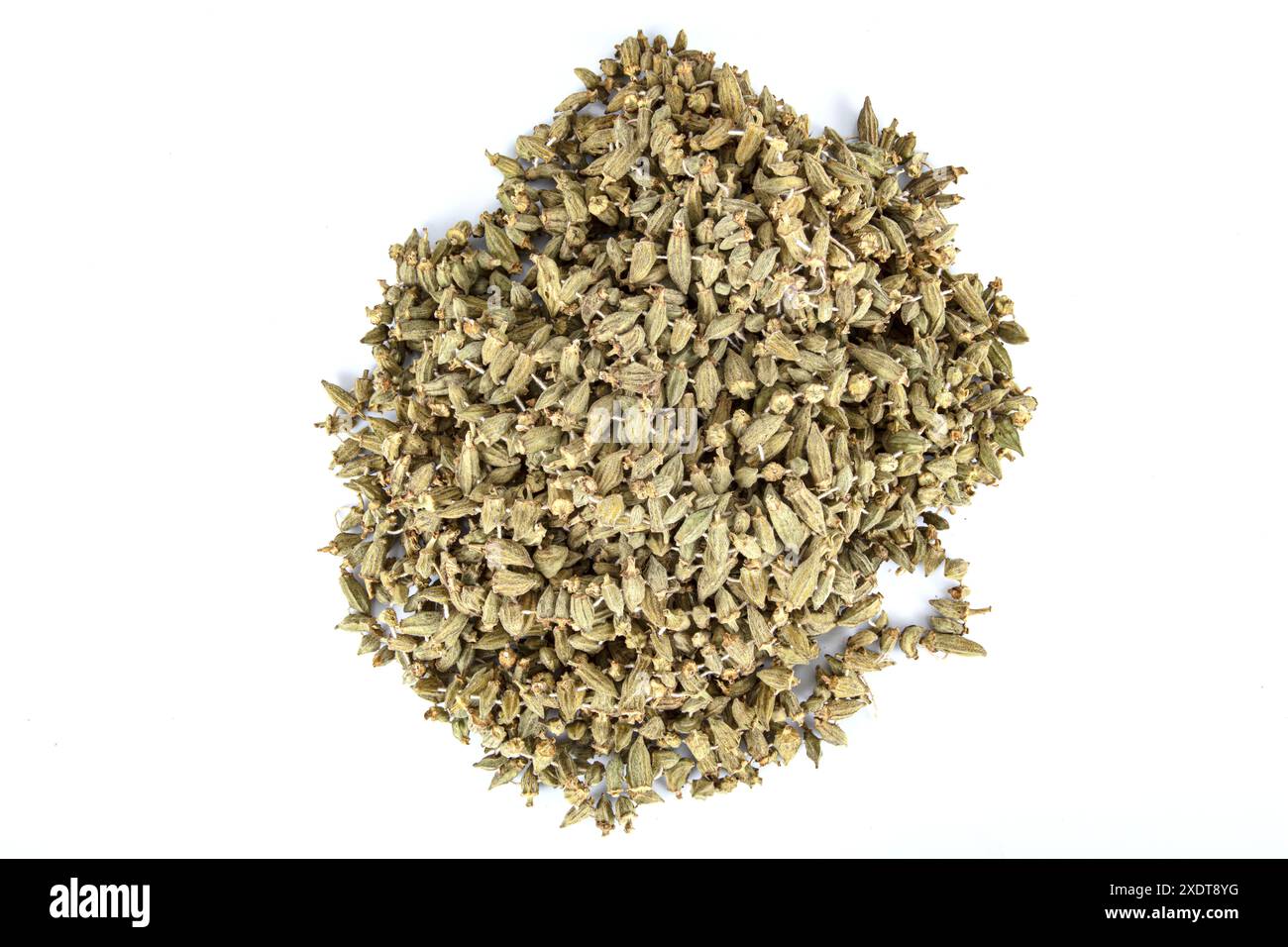 L'okra essiccato al sole (Abelmoschus esculentus) noto anche come dita della signora è una pianta in fiore della famiglia malva. Vista della verdura di okra secca appesa i. Foto Stock