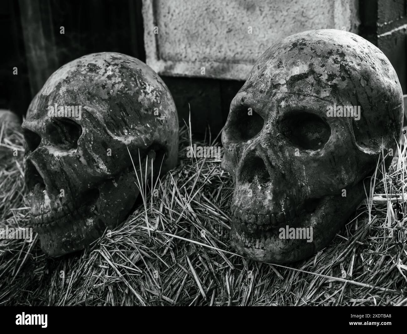 Concetto di buon giorno di Halloween. Primo piano di due spaventose teste di teschio malvagie sul pagliaio sullo sfondo di una fattoria, in stile bianco e nero. Festa di Halloween PL Foto Stock