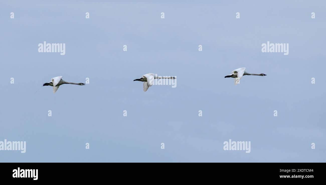 I cigni trombettieri (Cygnus buccinator) sorvolano Crex Meadows nel Wisconsin. Foto Stock