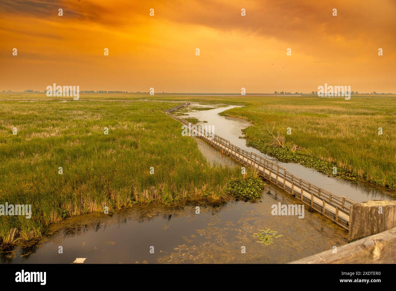 Sembra che i cattail si estendano all'orizzonte in una zona umida nel parco nazionale Point Pelee nell'Ontario meridionale, il punto più meridionale della terraferma del Canada. Foto Stock