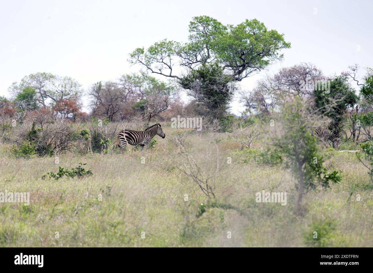 Safari nel Parco Nazionale di Kruger, Sud Africa. La zebra africana cammina tra alberi verdi e cespugli nella savana. Fauna selvatica, selvatica Foto Stock