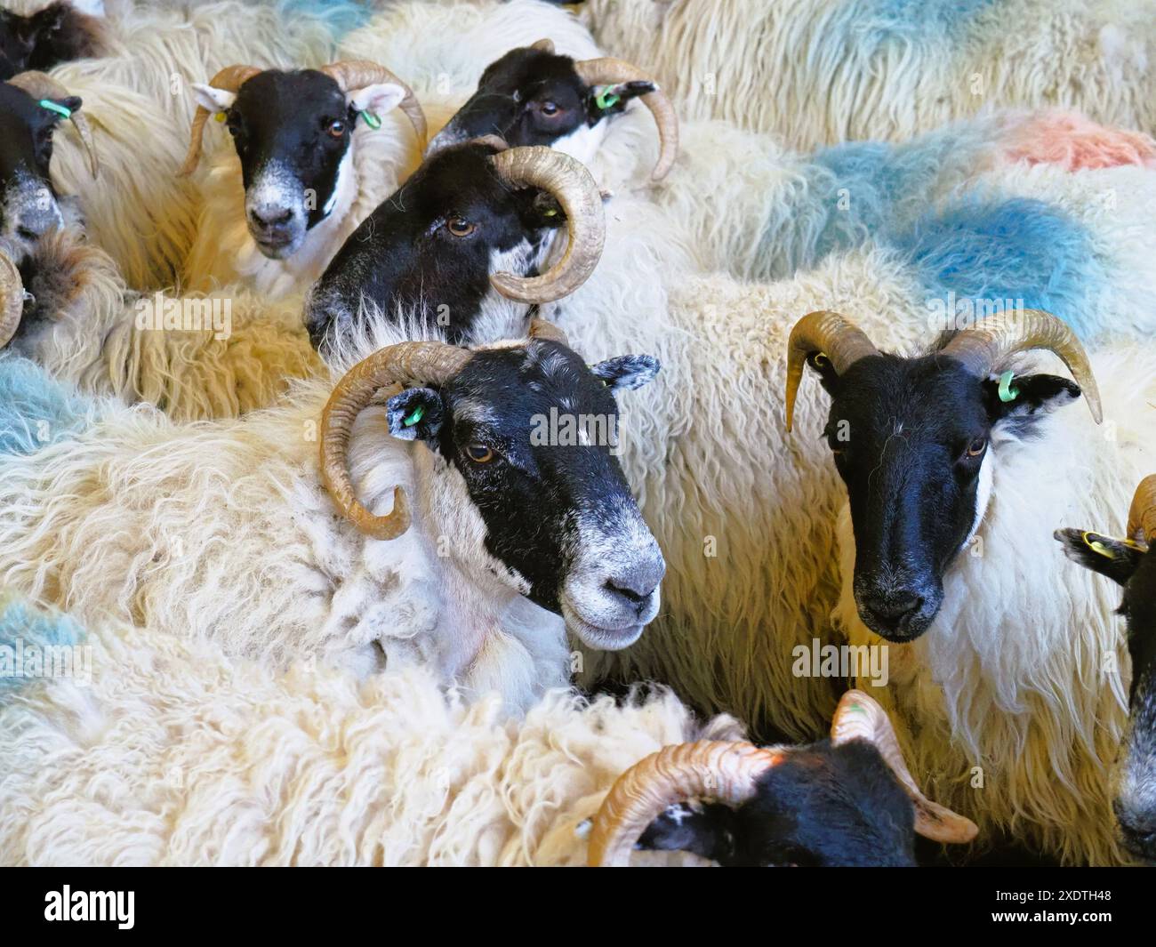 Vista ravvicinata della pecora scozzese Black Face in attesa di essere sgusciata. Foto Stock