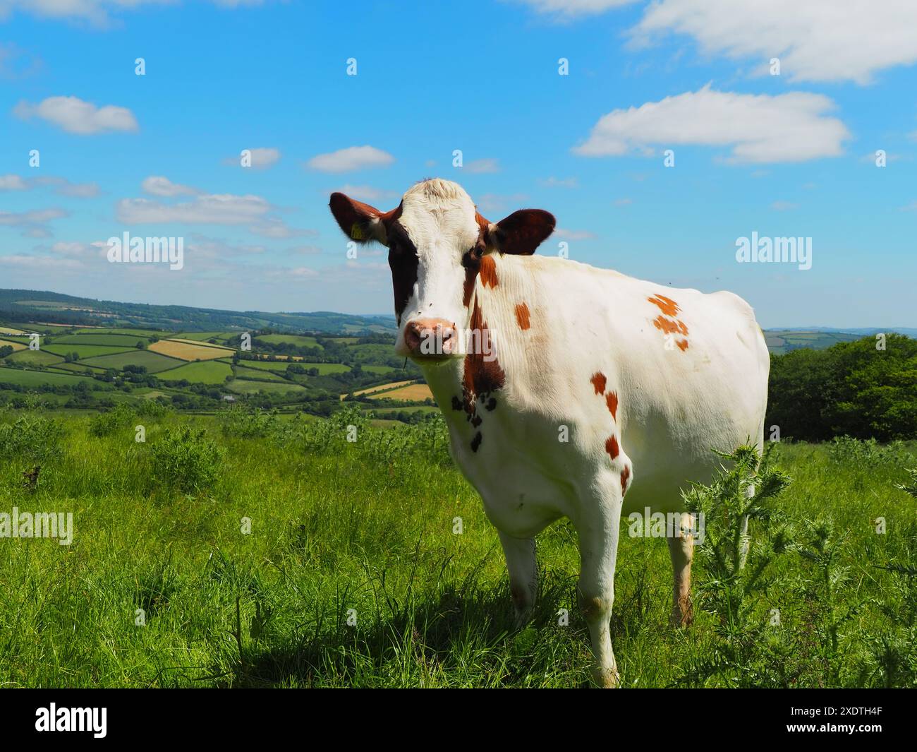 Una bella e tranquilla vacca dell'Ayrshire in una fattoria biologica di Dartmoor, Devon. Foto Stock
