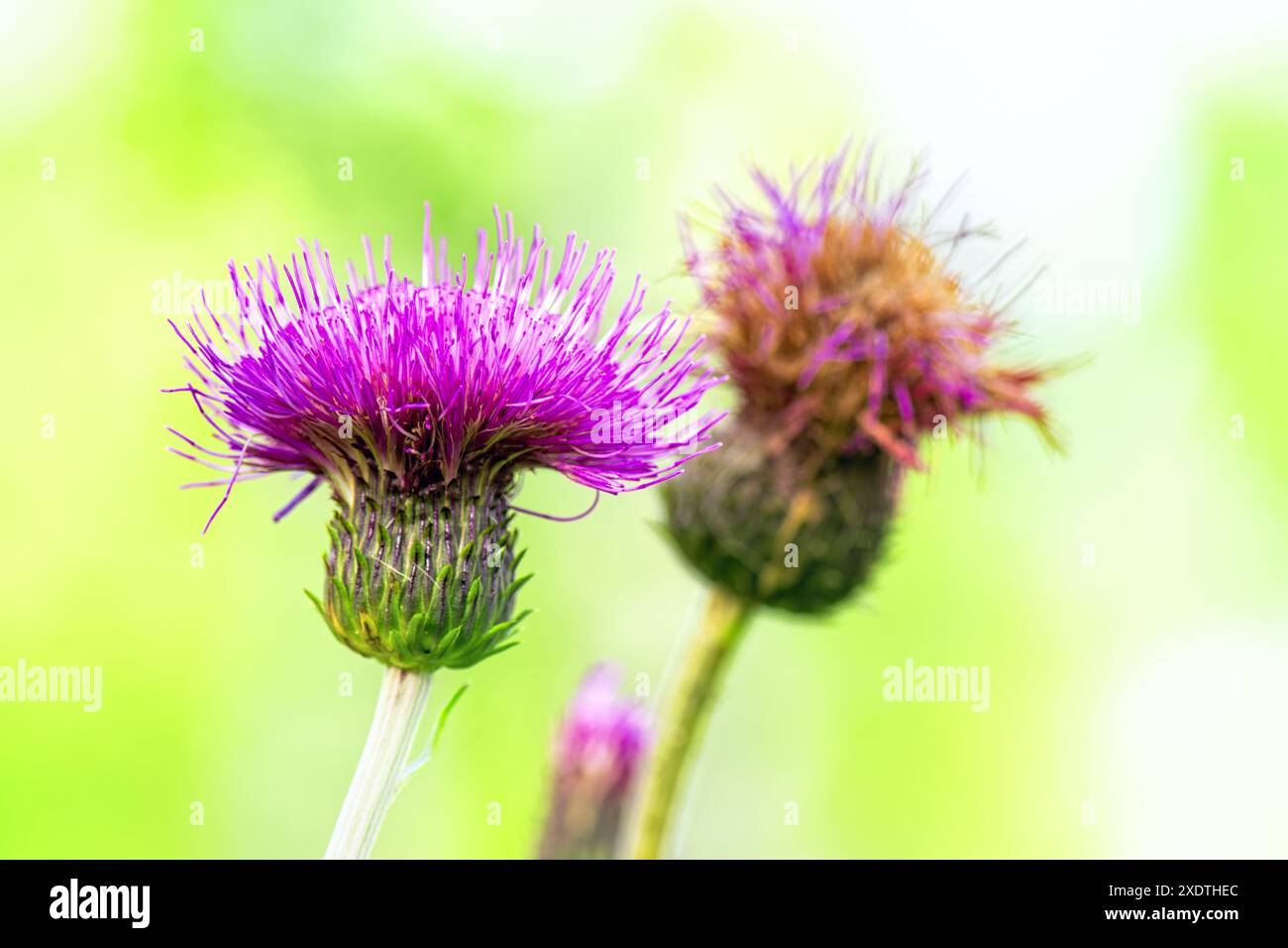 Fiori di cardo rosa viola (burdock) al sole mattutino su sfondo verde. Sfondo sfocato estivo. Foto Stock