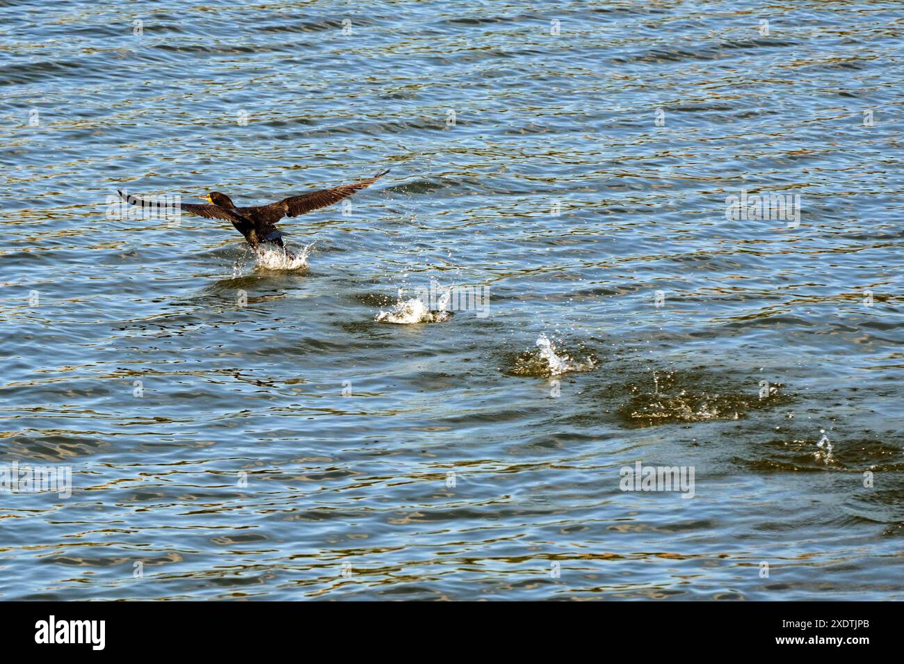 Anatra selvatica che decolla da un fiume lasciando una scia di spruzzi. Copia spazio. Foto Stock
