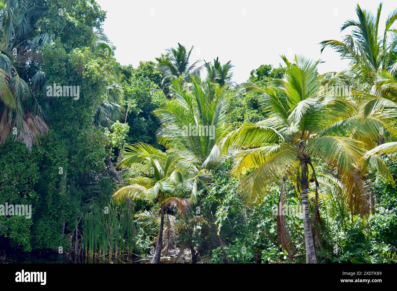 Una bella e indisturbata vista di un'area tipo giungla nella Repubblica Dominicana. Foto Stock