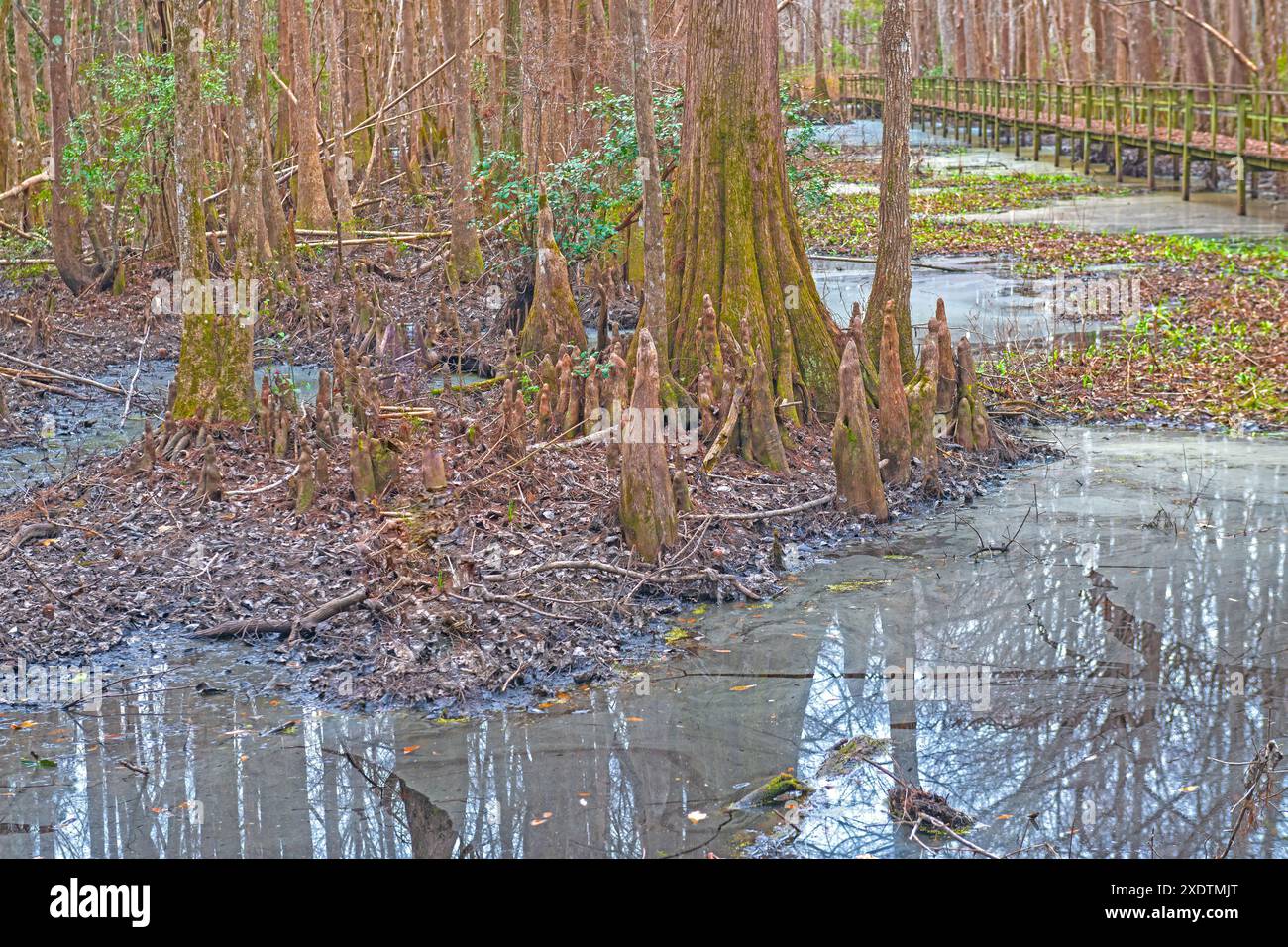 Una moltitudine di ginocchia che circondano un cipresso nella riserva costiera di Santee, nella Carolina del Sud Foto Stock