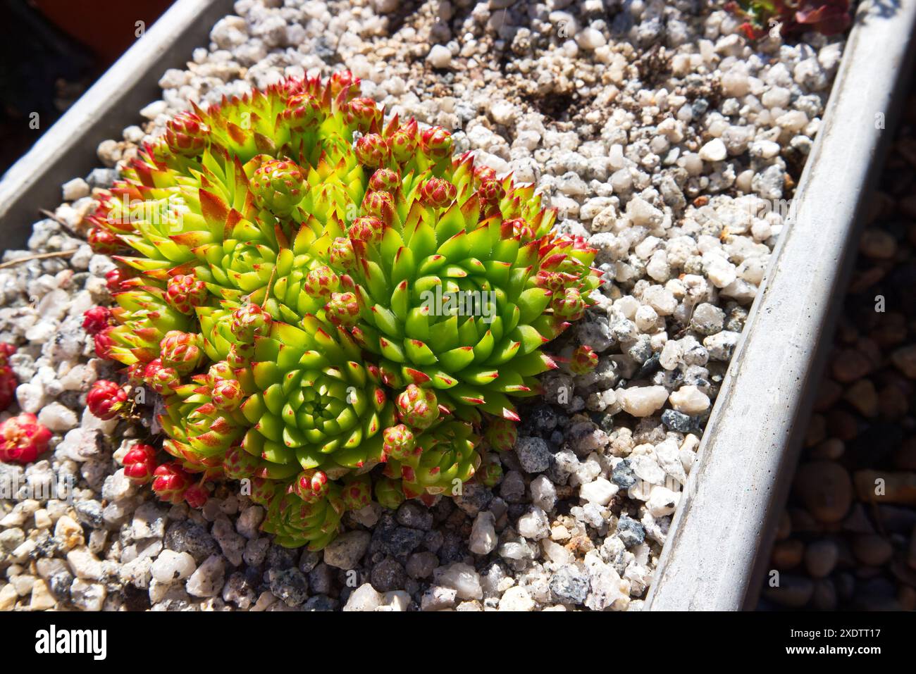 Jovibarba globifera o Sempervivum globiferum Foto Stock