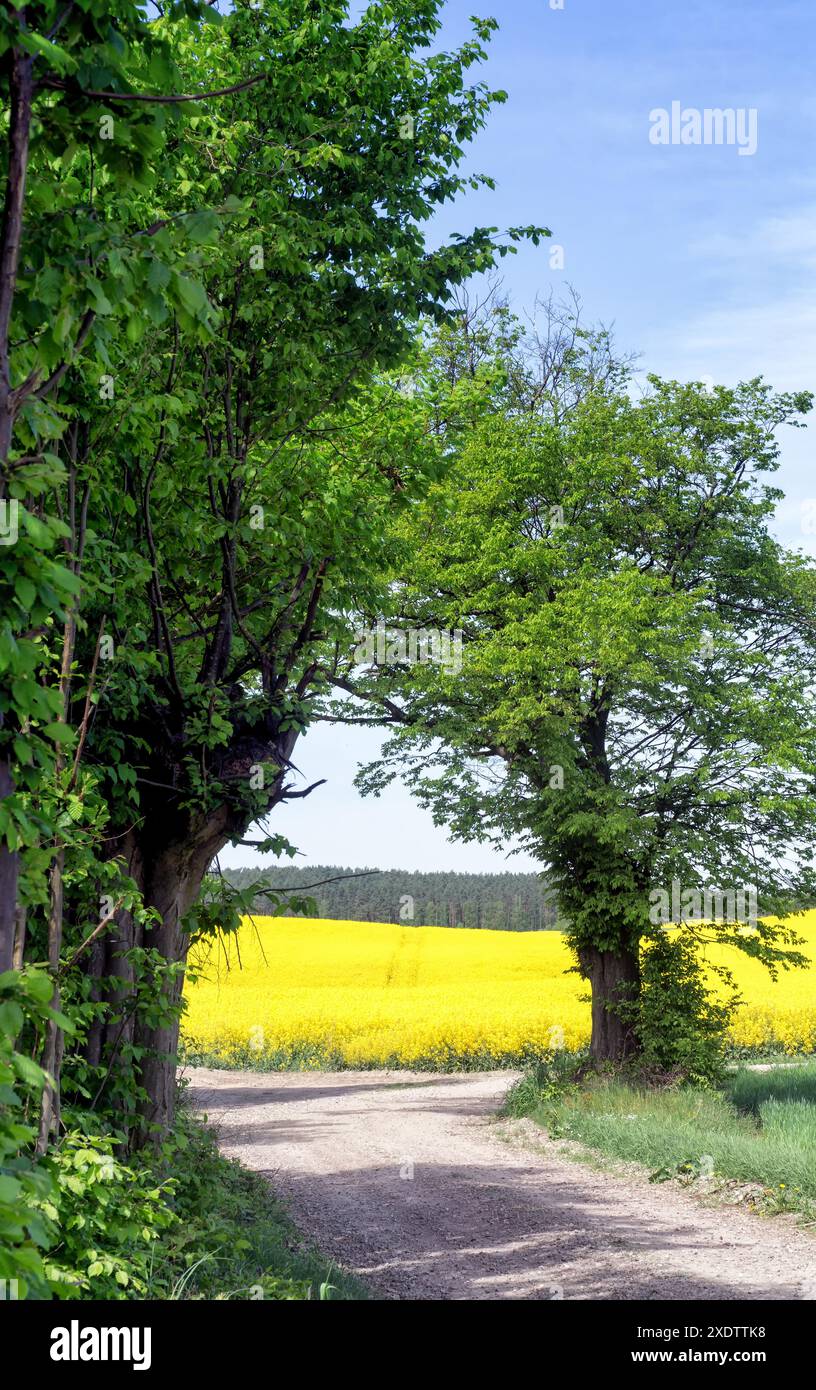 Strada rurale in ghiaia con alberi, terreno collinare con campi di colza, cielo blu, foresta all'orizzonte, soleggiata giornata primaverile. Polonia, Europa. Foto Stock