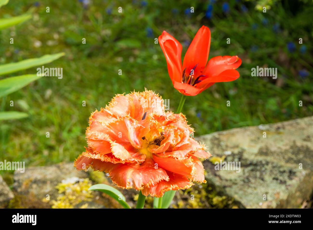 Tulipani rosa pastello in tinte di corallo a sfondo sfocato, primo piano. Freschi di fiori di primavera nel giardino con morbida luce solare per il vostro floreale orizzontale post Foto Stock