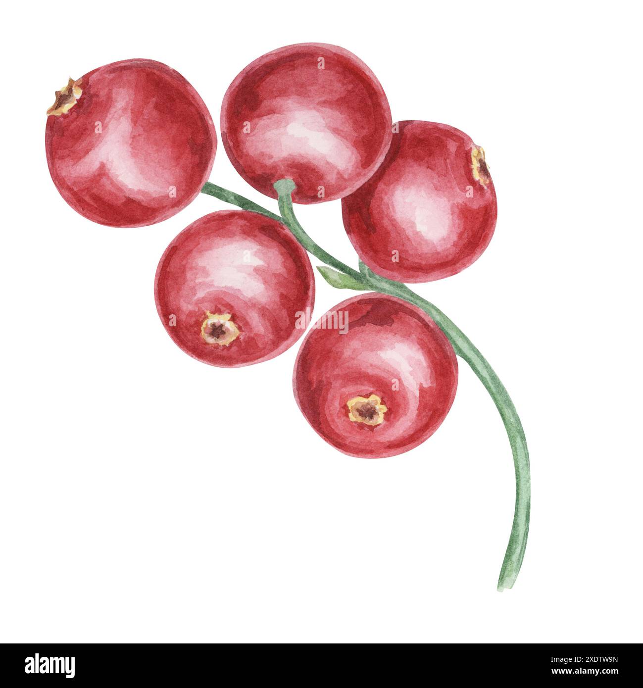 Mirtillo rosso, cowberry, ramo di lingonberry in acquerello. Clipart di bacche nordiche rosse. Raccolto autunnale, pianta medicinale per etichette, menu, tè, Ringraziamento Foto Stock
