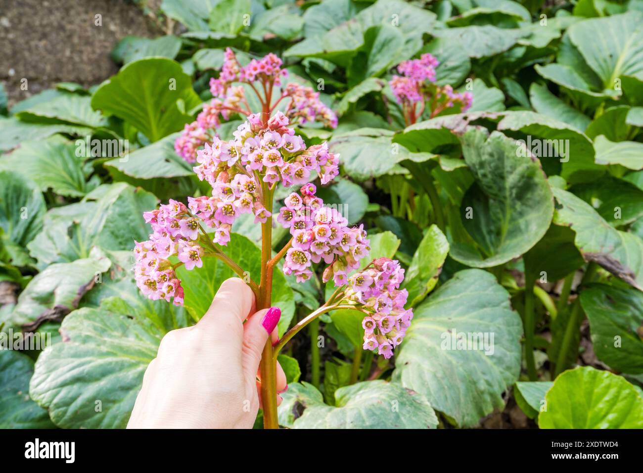 Bergenia a foglia spessa nella mano di donna, o Saxifraga a foglia spessa , o tè mongolo ( lat. Bergenia crassifolia ) è fiorita in primavera. Garden Bloo Foto Stock