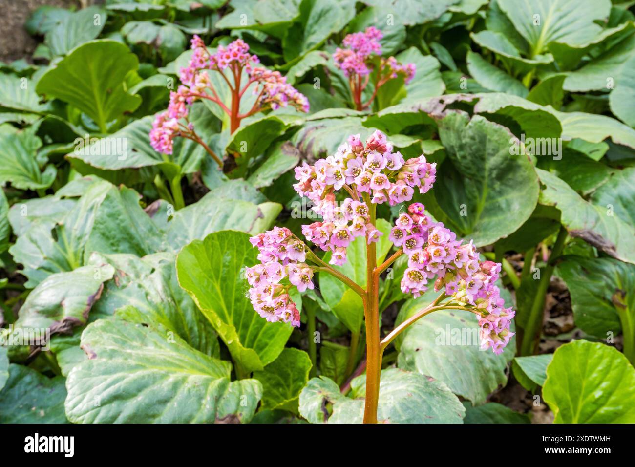Bergenia a foglia spessa, o Saxifraga a foglia spessa , o tè mongolo ( lat. Bergenia crassifolia ) è fiorita in primavera. Giardino fiorito Foto Stock