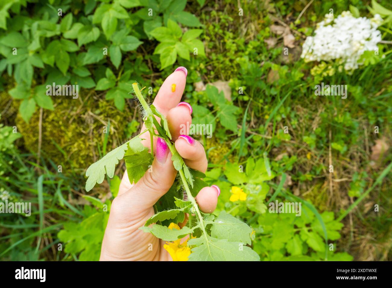 Chelidonium majus trasuda lattice giallo-arancione o linfa, nella mano della donna. Maggiore celandina o tetterwort - famiglia Papaveraceae, chelidon nativo europeo Foto Stock