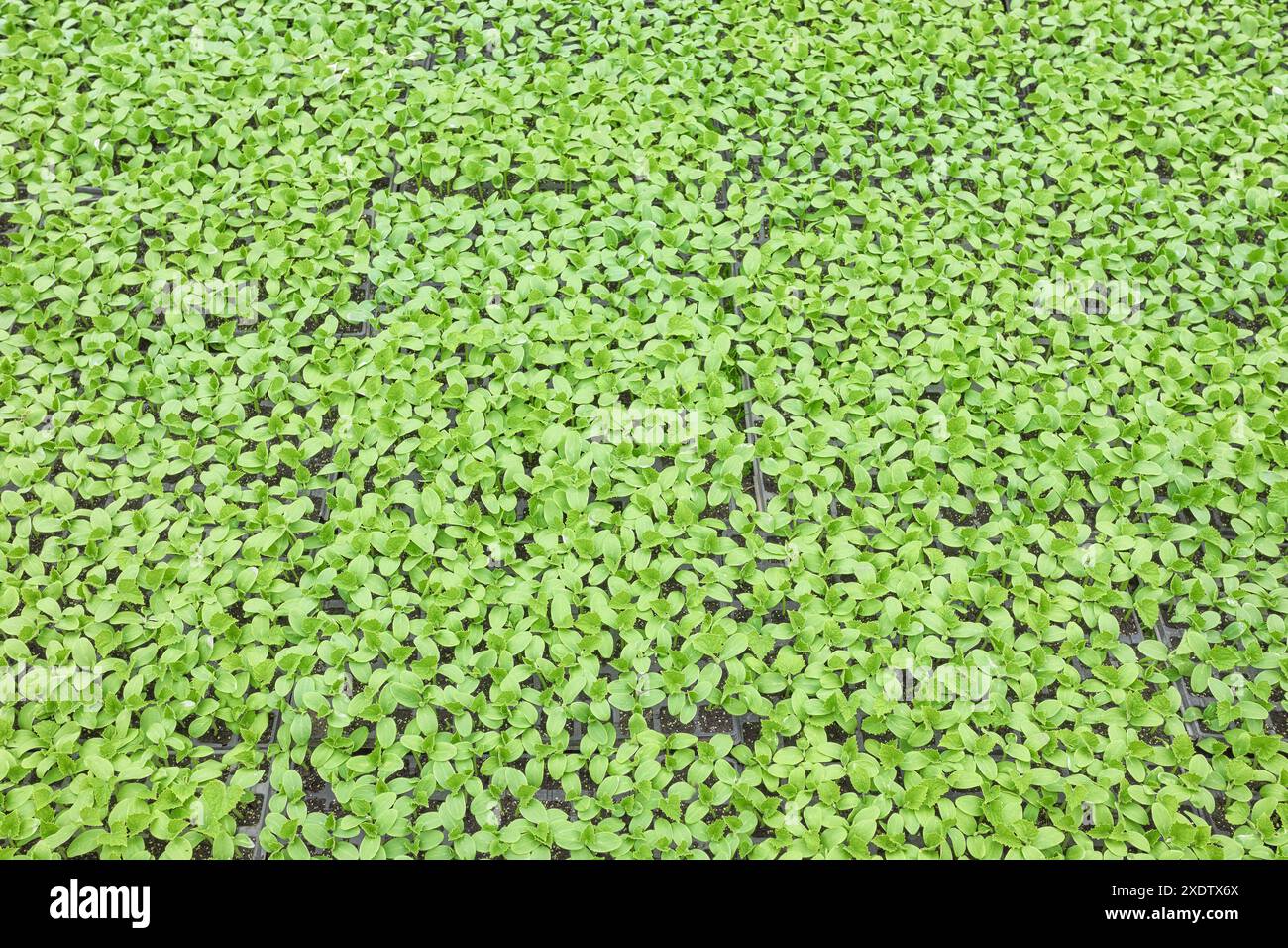 Piantine di cetrioli in vassoi per vivaio, sfondo agricolo. Foto Stock