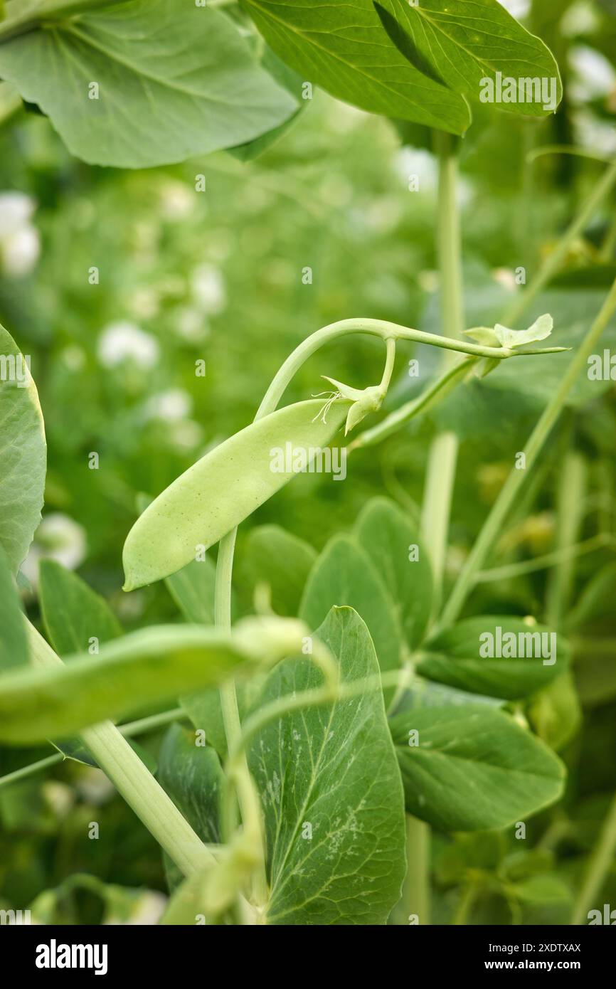 Piselli giovani che crescono in una fattoria biologica serra, fuoco selettivo. Foto Stock