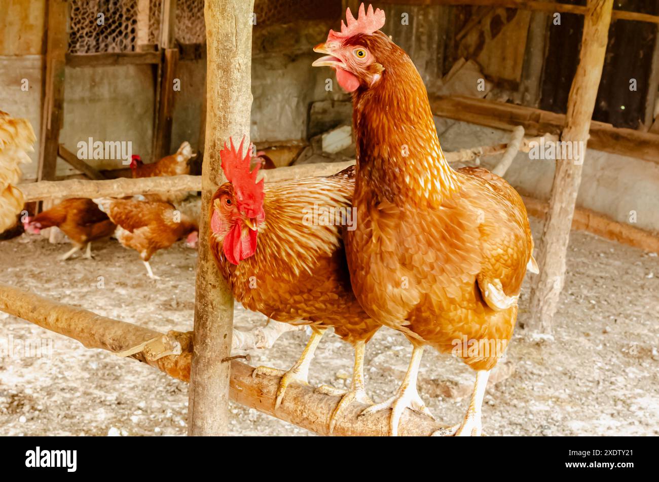 Due galline a strati su una Roost Foto Stock