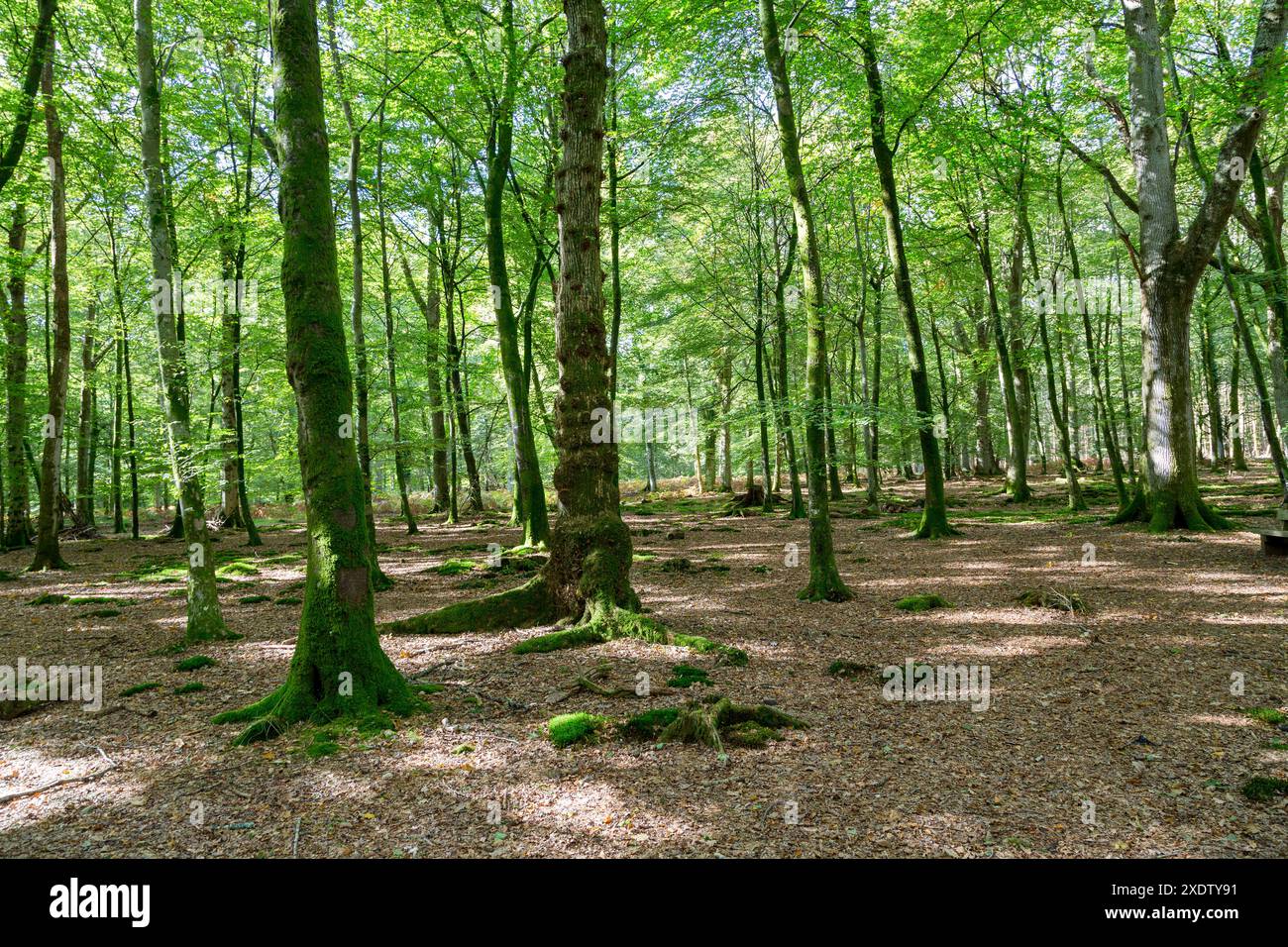 New Forest, Hampshire, Inghilterra, Regno Unito Foto Stock