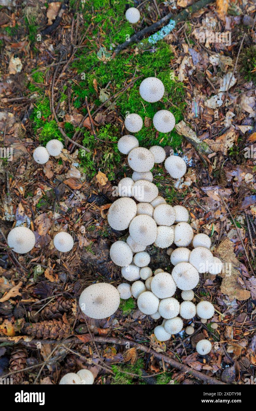 Palle comuni, Lycoperdon perlatum, New Forest, Hampshire, Regno Unito Foto Stock