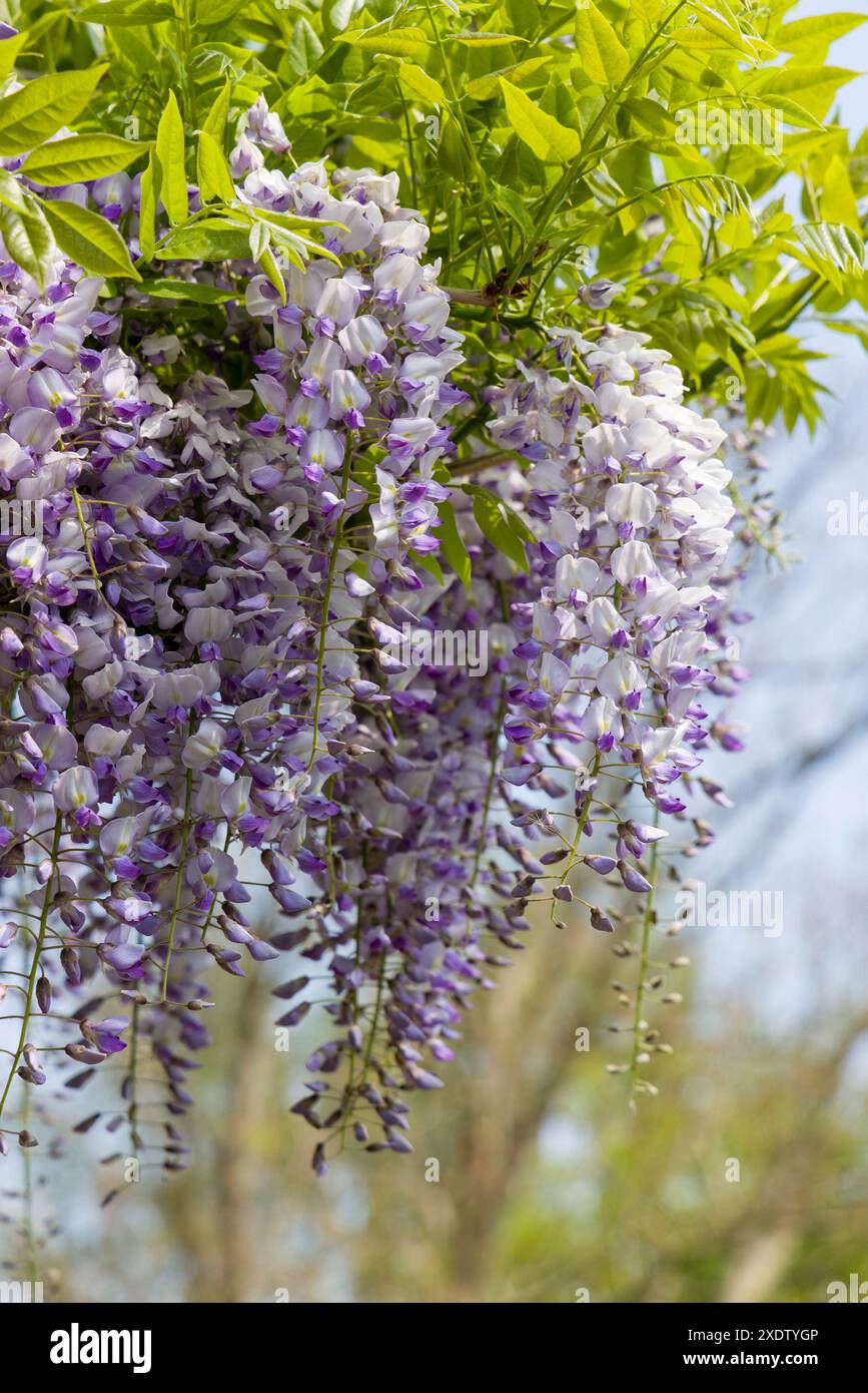 Wisteria sinensis in Flower, Regno Unito Foto Stock