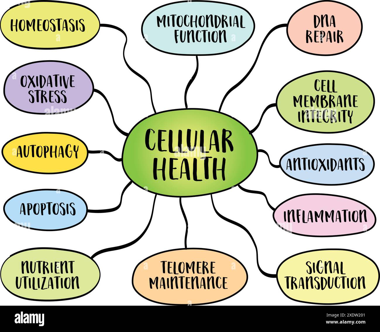concetto di salute cellulare, processi che contribuiscono al funzionamento ottimale delle cellule dell'organismo, disegno della mappa mentale vettoriale Illustrazione Vettoriale