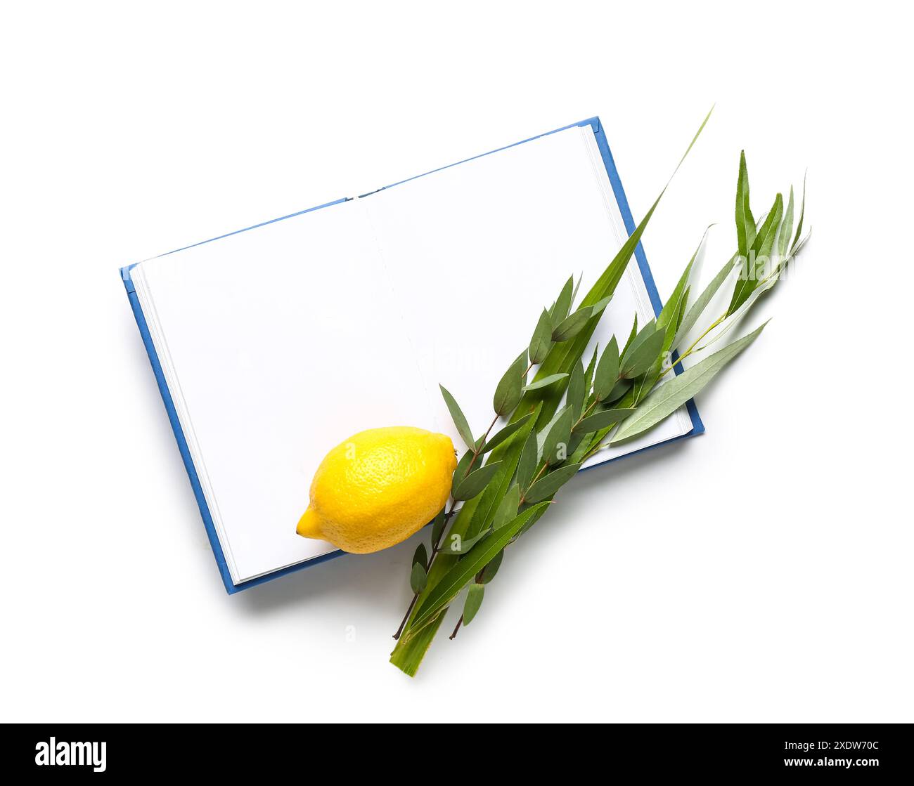 Quattro specie (lulav, hadas, arava, etrog) come simboli del festival Sukkot e libro aperto con pagine bianche su sfondo bianco Foto Stock