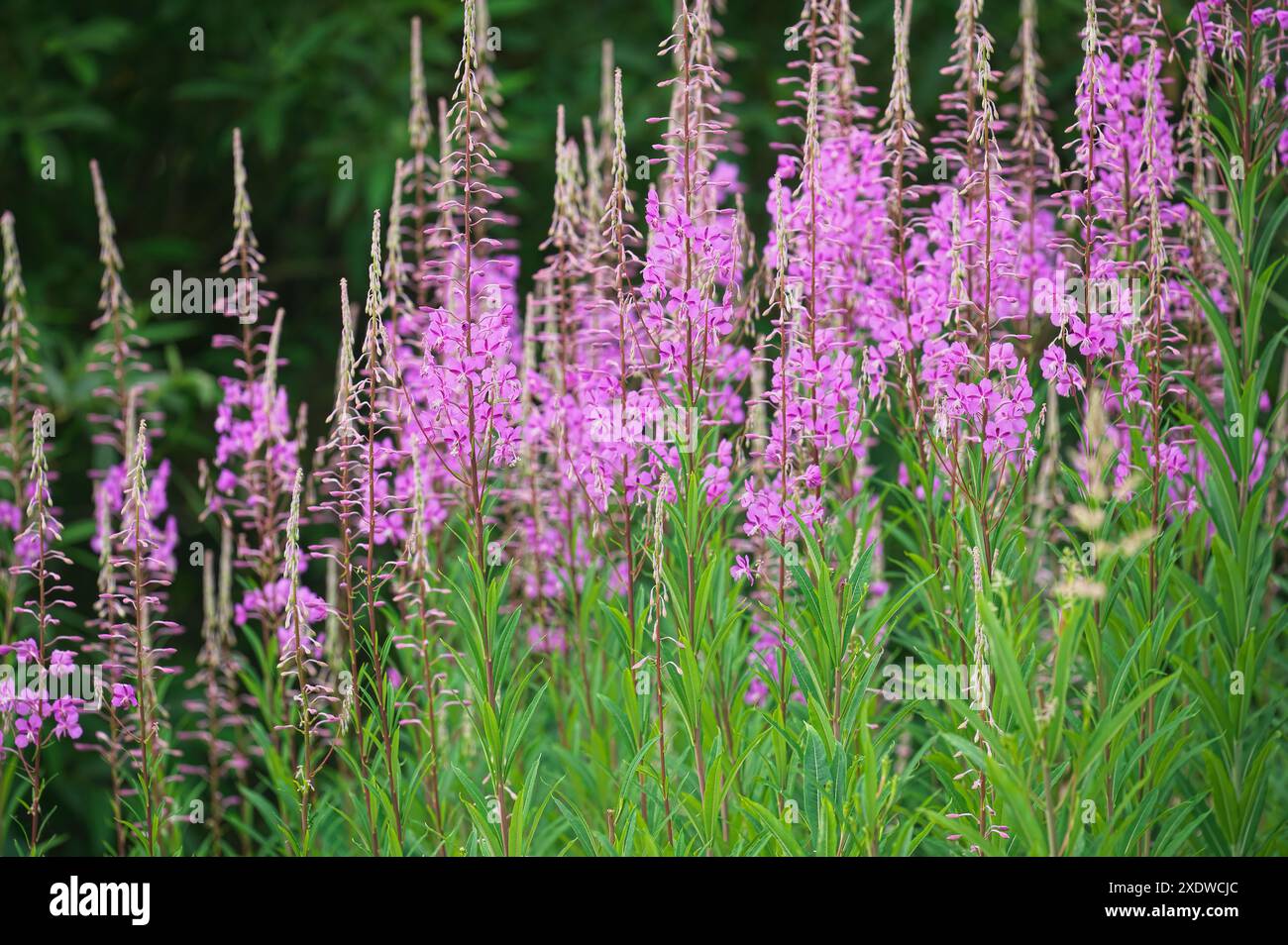 Fireweed (Epilobium angustifolium) - o rosebay willowhile - un'erbacea perenne che si propaga rapidamente dopo un incendio. Foto Stock