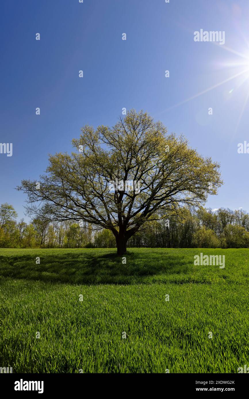 Una sola quercia alta in un campo con erba verde, nuovo fogliame su una quercia in un campo con grano verde Foto Stock