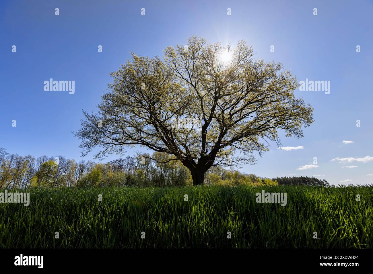 Una sola quercia alta in un campo con erba verde, nuovo fogliame su una quercia in un campo con grano verde Foto Stock