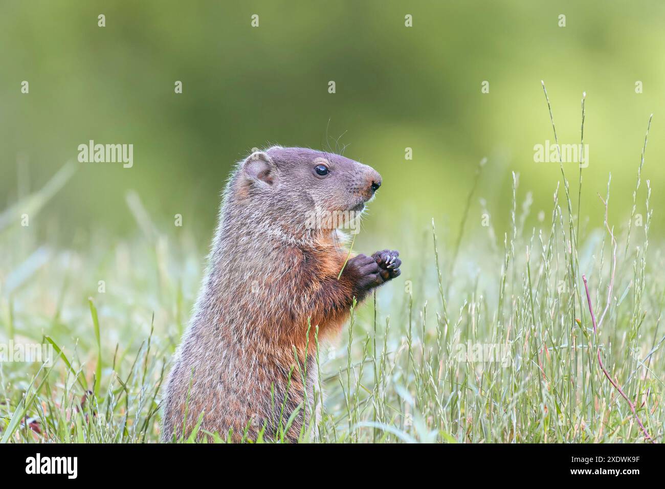 Groundhog (Marmota monax) a Chesapeake e Ohio Canal National Historical Park. Maryland. STATI UNITI Foto Stock