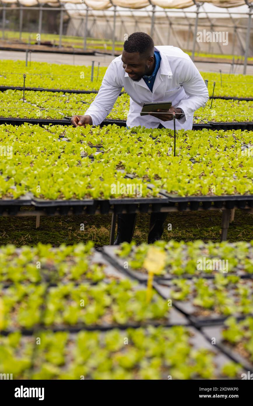 Agricoltore afroamericano con tavoletta che ispeziona le verdure idroponiche in serra Foto Stock