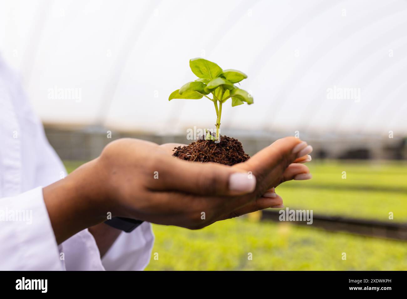 In mostra l'agricoltura idroponica, agricoltore che detiene piccole piante in serra Foto Stock