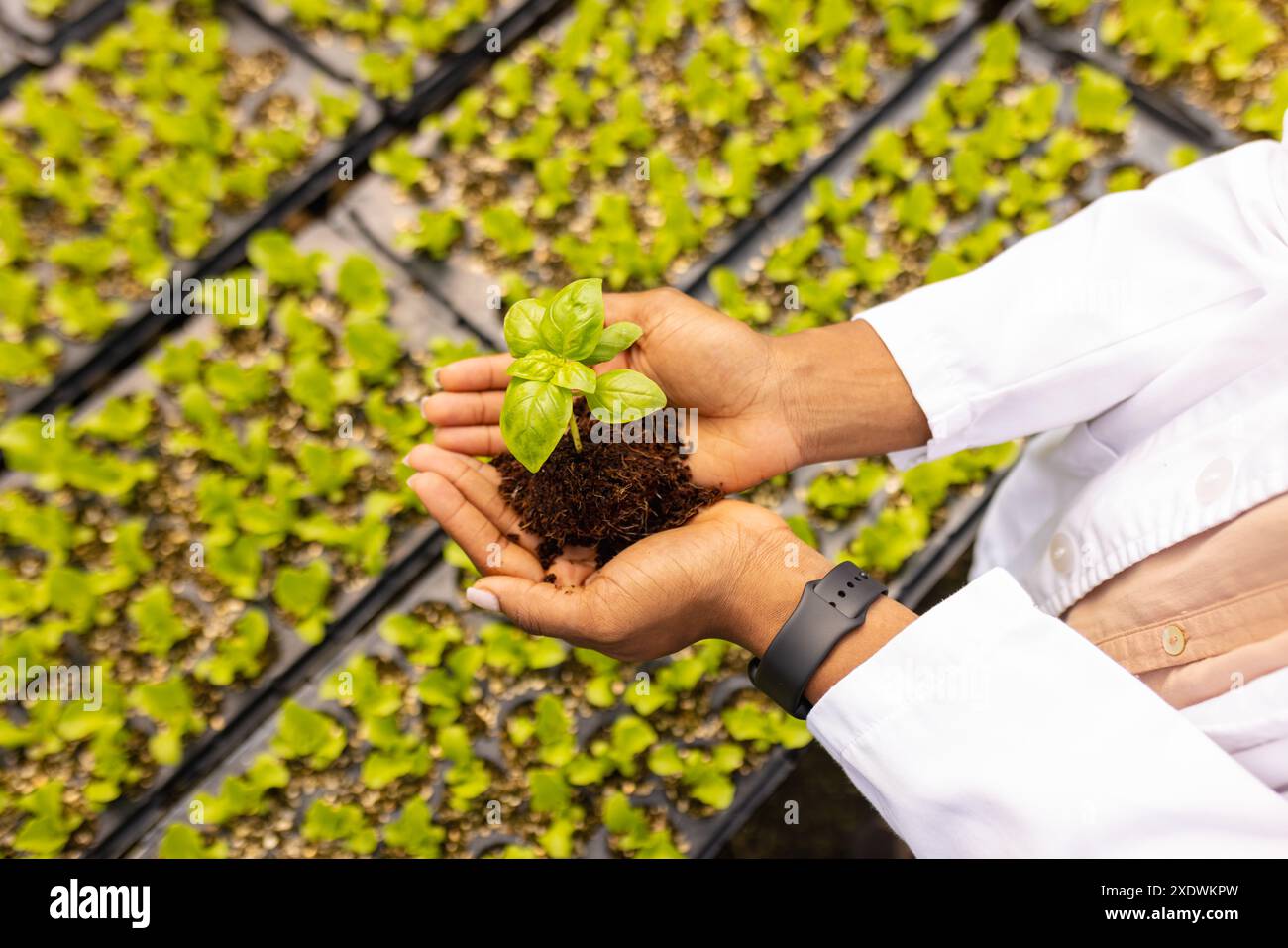Allevamento di piantine, allevamento di agricoltori in azienda idroponica, con indosso un cappotto bianco Foto Stock