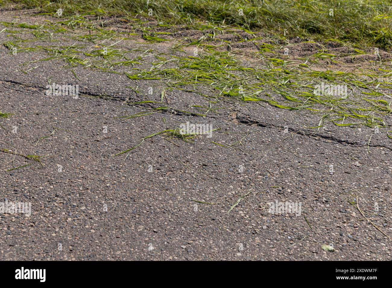il bordo e la spalla della strada sono in erba verde, erba verde non rimossa dalla strada dopo aver tagliato l'erba in estate Foto Stock