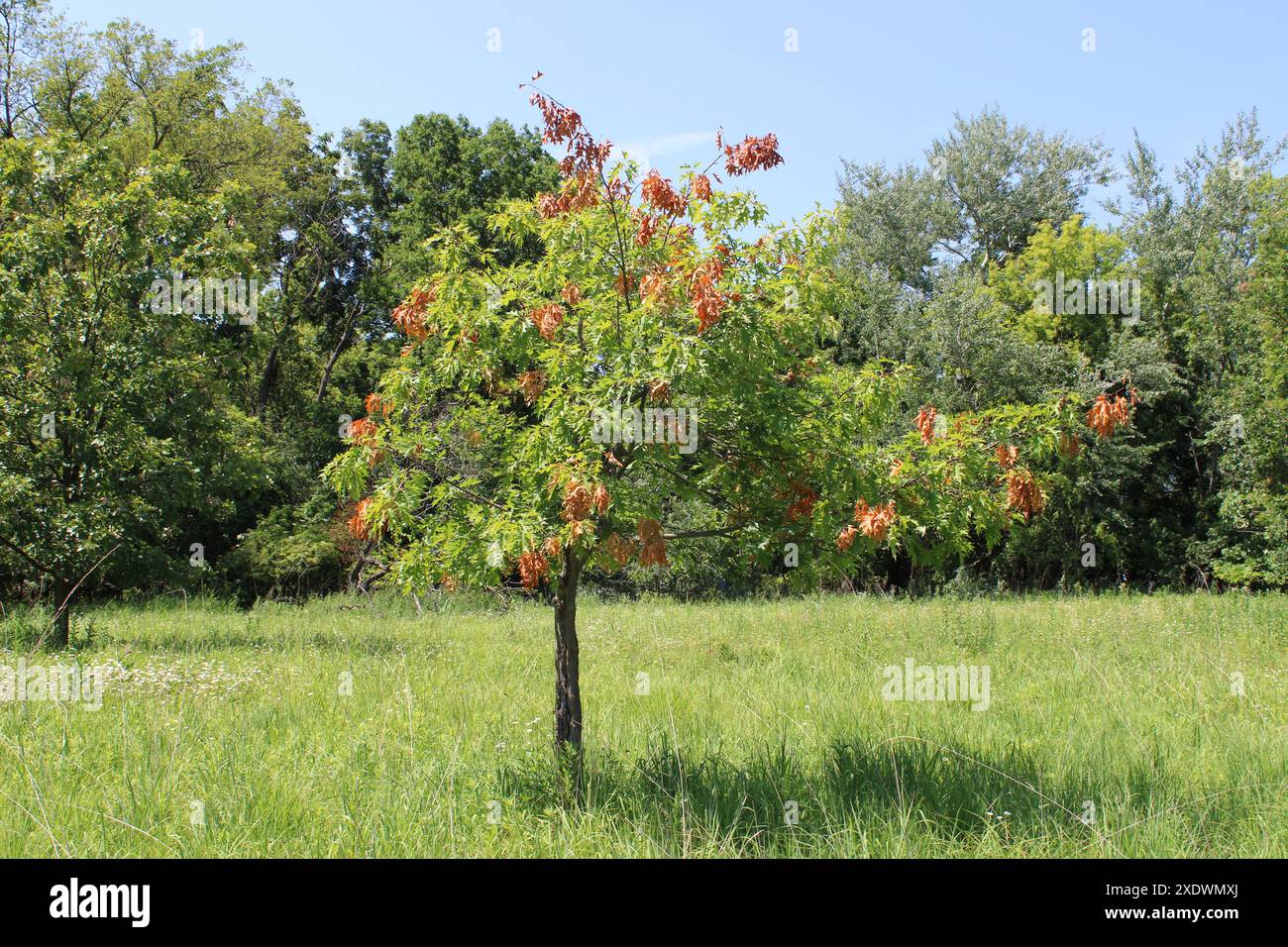 Piccolo albero di quercia rossa con foglie morte causate da danni da cicada di 17 anni in un campo a Iroquois Woods a Park Ridge, Illinois Foto Stock