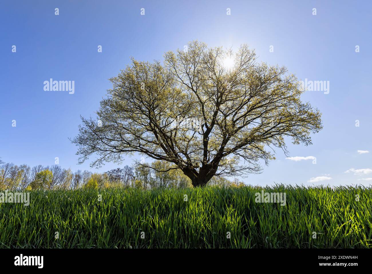 Una sola quercia alta in un campo con erba verde, nuovo fogliame su una quercia in un campo con grano verde Foto Stock