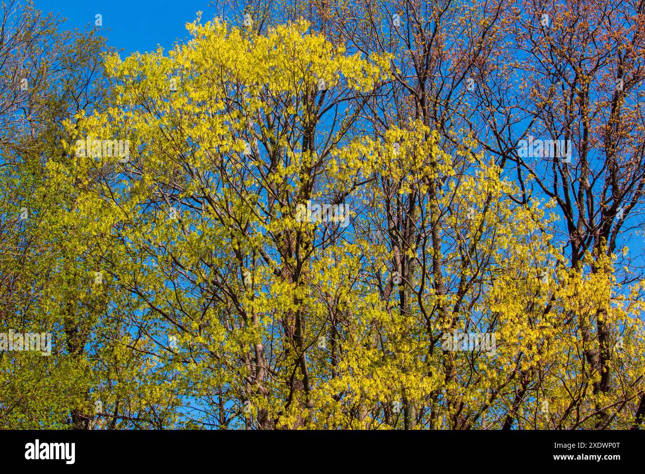 Black Maple Flowering Foto Stock
