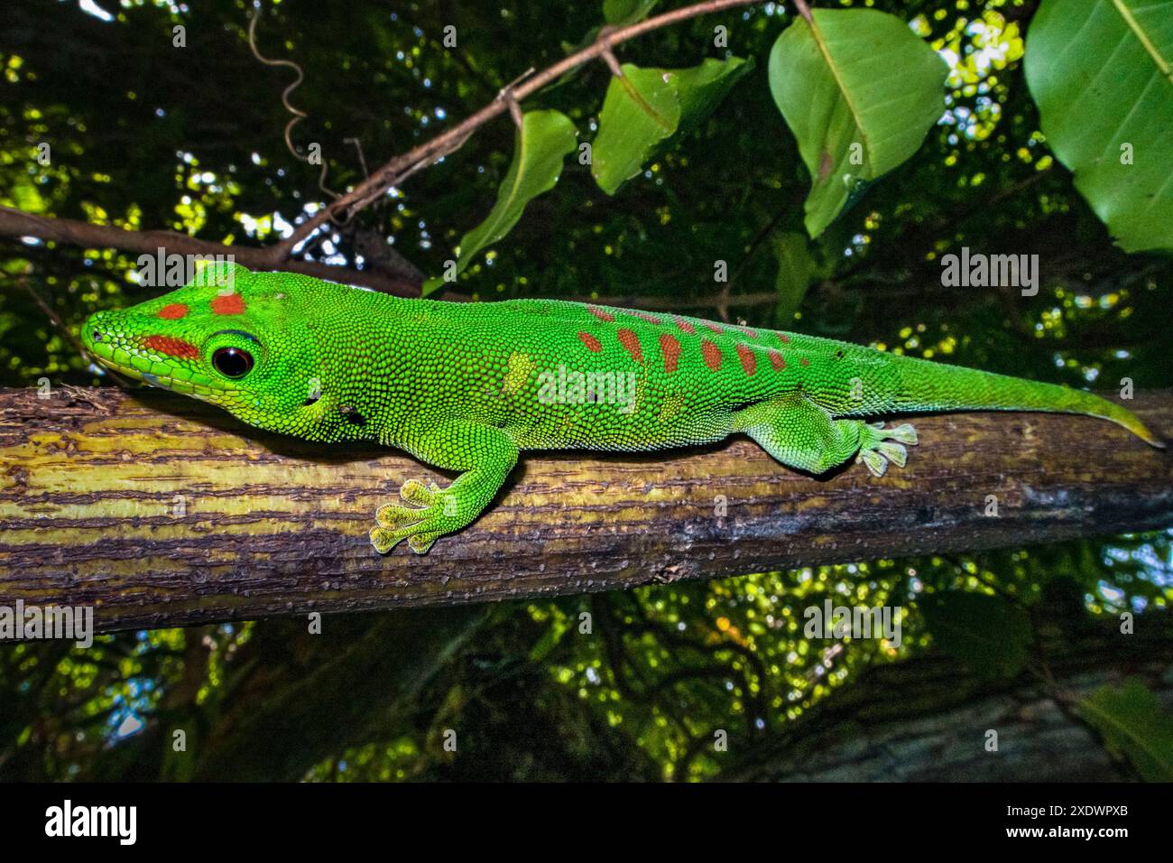 Geco gigante del Madagascar, Phelsuma grandis, al parco nazionale di Lokobe, Nosy Be, Madagascar Foto Stock