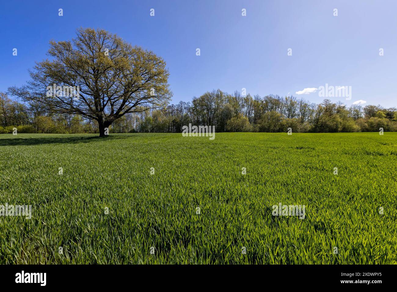 Una sola quercia alta in un campo con erba verde, nuovo fogliame su una quercia in un campo con grano verde Foto Stock